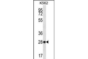 ZN Antibody (N-term) (ABIN656322 and ABIN2845621) western blot analysis in K562 cell line lysates (35 μg/lane). (ZNF146 抗体  (N-Term))