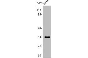Western Blot analysis of HeLa cells using Olfactory receptor 4P4 Polyclonal Antibody (OR4P4 抗体  (C-Term))