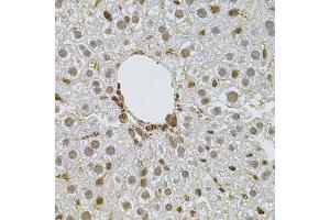 Immunohistochemistry of paraffin-embedded mouse liver using PPP2R5C antibody (ABIN1876668) at dilution of 1:100 (40x lens). (PPP2R5C 抗体)