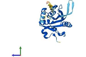 Protein Structure (PS) image for Josephin Domain Containing 2 (JOSD2) (AA 1-188) protein (His tag) (ABIN7560605)