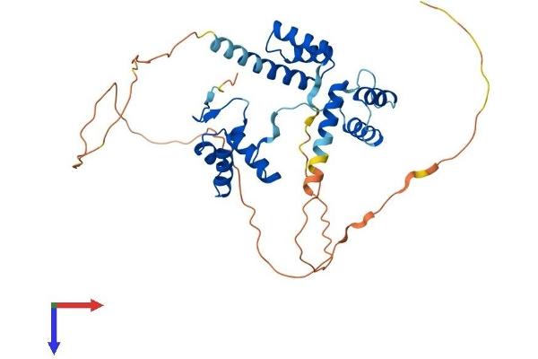 PAX4 Protein (AA 1-349) (His tag)