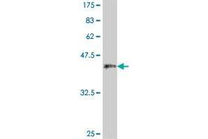 Western Blot detection against Immunogen (37.