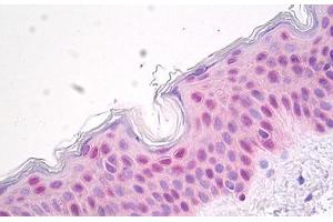 Image no. 2 for anti-Heat Shock 70kDa Protein 1A (HSPA1A) antibody (ABIN1502281) (HSP70 1A 抗体)