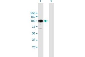 Western Blot analysis of CAST expression in transfected 293T cell line by CAST MaxPab polyclonal antibody. (Calpastatin 抗体  (AA 1-667))