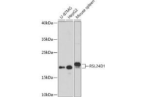 Western blot analysis of extracts of various cell lines, using RSL24D1 antibody (ABIN7269990) at 1:1000 dilution. (RSL24D1 抗体  (AA 10-80))