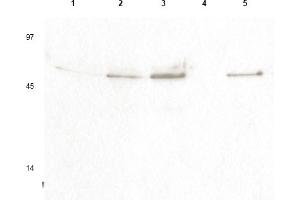 Western blot using anti- Cyclin B1 pS126 antibody shows detection of a band ~48 kDa corresponding to phosphorylated human Cyclin B1 (arrowheads) in various whole cell lysates. (Cyclin B1 抗体  (pSer126))