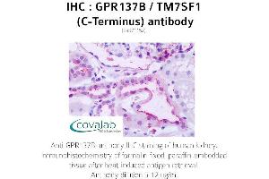 Image no. 1 for anti-G Protein-Coupled Receptor 137B (GPR137B) (C-Term) antibody (ABIN1734939) (GPR137B 抗体  (C-Term))