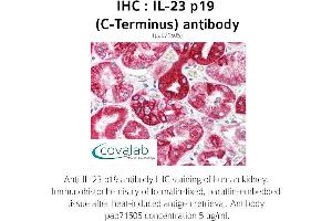 Image no. 1 for anti-Interleukin 23, alpha subunit p19 (IL23A) antibody (ABIN1735878) (IL23A 抗体)