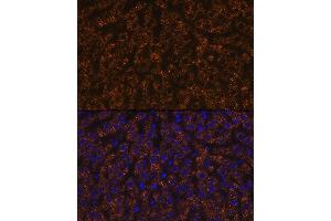 Immunofluorescence analysis of rat liver using  Rabbit mAb (ABIN7265591) at dilution of 1:100 (40x lens).