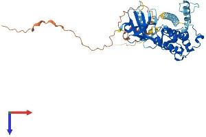 MKNK1 Protein (AA 1-427) (His tag)