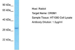 Host: Rabbit Target Name: OR6M1 Sample Type: HT1080 Whole Cell lysates Antibody Dilution: 1. (OR6M1 抗体  (C-Term))
