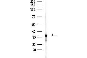 Western blot analysis of lysates from RAW264.