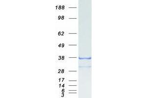 Western Blotting (WB) image for GID Complex Subunit 4, VID24 Homolog (GID4) protein (Myc-DYKDDDDK Tag) (ABIN2715424)
