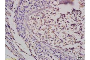 Formalin-fixed and paraffin embedded mouse embryo tissue labeled with Anti-GRB10 Polyclonal Antibody, Unconjugated (ABIN680428) at 1:200 followed by conjugation to the secondary antibody and DAB staining (GRB10/14 (AA 501-594) 抗体)