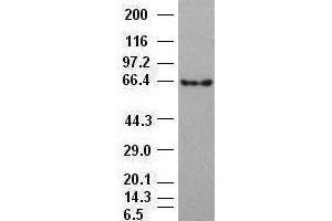 Beta-catenin antibody (2H3) at 1:1000 dilution + 293T cell lysate (CTNNB1 抗体  (AA 531-781))
