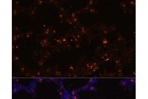 Immunofluorescence analysis of Mouse lung using SFTPC Polyclonal Antibody at dilution of 1:100 (40x lens). (Surfactant Protein C 抗体)