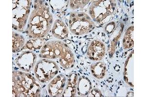 Immunohistochemical staining of paraffin-embedded Kidney tissue using anti-MSMB mouse monoclonal antibody.