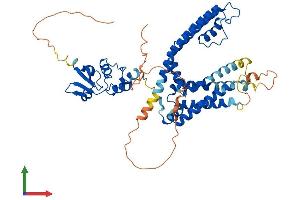 AlphaFold protein structure predicition of Mouse Recombinant Kcna2 Protein, UniprotID P63141