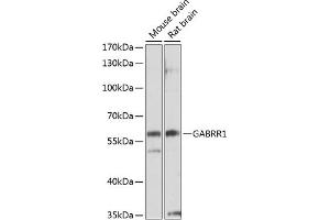 Western blot analysis of extracts of various cell lines, using G antibody (ABIN3017015, ABIN3017016, ABIN3017017 and ABIN6219923) at 1:1000 dilution. (GABRR1 抗体  (AA 1-80))