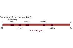 Image no. 3 for anti-RAB5A, Member RAS Oncogene Family (RAB5A) (AA 1-215) antibody (ABIN968139) (RAB5 抗体  (AA 1-215))