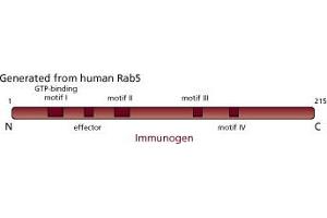 Image no. 3 for anti-RAB5A, Member RAS Oncogene Family (RAB5A) (AA 1-215) antibody (ABIN968139)