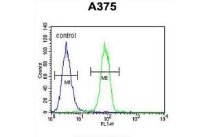 Flow Cytometry (FACS) image for anti-Endothelin-Converting Enzyme 1 (ECE1) antibody (ABIN3002833)