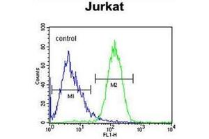 Flow cytometric analysis of Jurkat cells using SLFN12L Antibody (N-term) Cat. (SLFN12L 抗体  (N-Term))