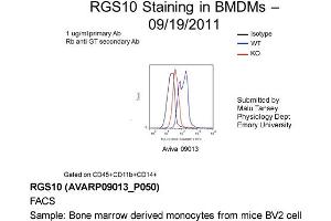 Image no. 2 for anti-Regulator of G-Protein Signaling 10 (RGS10) (Middle Region) antibody (ABIN2792213) (RGS10 抗体  (Middle Region))