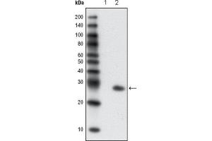 Western Blotting (WB) image for anti-Green Fluorescent Protein (GFP) antibody (ABIN1843725)