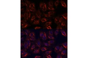 Immunofluorescence analysis of U-2 OS cells using SCGB3A2 antibody (ABIN6147429) at dilution of 1:100. (SCGB3A2 抗体  (AA 1-93))
