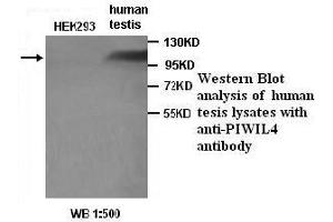 Image no. 1 for anti-Piwi-Like 4 (PIWIL4) antibody (ABIN790893) (PIWIL4 抗体)