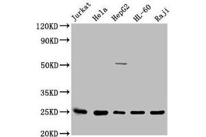 Western Blot Positive WB detected in: Jurkat whole cell lysate, Hela whole cell lysate, HepG2 whole cell lysate, HL60 whole cell lysate, Raji whole cell lysate All lanes: HMGB1 antibody at 1:2500 Secondary Goat polyclonal to rabbit IgG at 1/50000 dilution Predicted band size: 25 kDa Observed band size: 25 kDa (HMGB1 抗体  (AA 8-179))