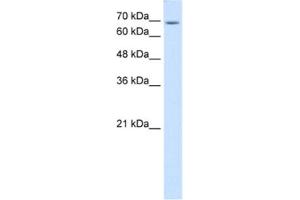 Western Blotting (WB) image for anti-Ubiquitin Specific Peptidase 48 (USP48) antibody (ABIN2463985) (USP48 抗体)