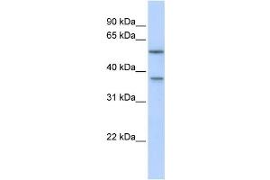 Western Blotting (WB) image for anti-RAB40B, Member RAS Oncogene Family (RAB40B) antibody (ABIN2459522) (RAB40B 抗体)