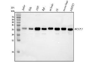 Western blot analysis of Bcl-XL using anti-Bcl-XL antibody (ABIN5518741). (BCL2L1 抗体  (AA 1-219))