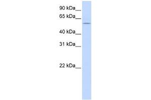 WB Suggested Anti-HBP1 Antibody Titration:  0. (HBP1 抗体  (Middle Region))