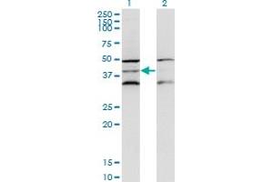 Western Blot analysis of DAP3 expression in transfected 293T cell line by DAP3 monoclonal antibody (M01), clone 3B7. (DAP3 抗体  (AA 237-343))