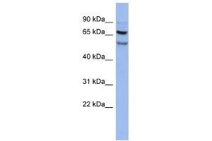 FOXRED1 antibody used at 1 ug/ml to detect target protein. (FOXRED1 抗体  (N-Term))
