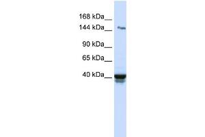 WB Suggested Anti-IGSF9 Antibody Titration:  0. (IGSF9 抗体  (N-Term))