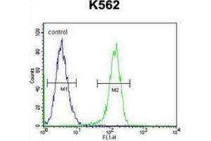 Flow cytometric analysis of K562 cells (right histogram) compared to a negative control cell (left histogram) using MYO19 Antibody , followed by FITC-conjugated goat-anti-rabbit secondary antibodies. (Myosin XIX 抗体  (Middle Region))