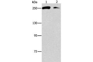 Western Blot analysis of Lovo and 293T cell using EIF4G1 Polyclonal Antibody at dilution of 1:450 (EIF4G1 抗体)