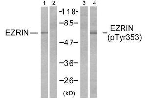 Western blot analysis of extracts from A431 cells, untreated or EGF-treated (200ng/ml, 30min), using Ezrin (Ab-353) antibody (E021094, Lane 1 and 2) and Ezrin (phospho-Tyr353) antibody (E011063, Lane 3 and 4). (Ezrin 抗体  (pTyr353))