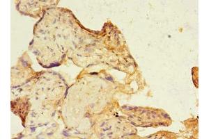 Immunohistochemistry of paraffin-embedded human placenta tissue using ABIN7169562 at dilution of 1:100 (SIGLEC6 抗体  (AA 76-269))