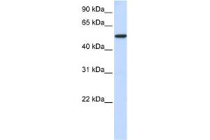 WB Suggested Anti-KPNA3 Antibody Titration: 0. (KPNA3 抗体  (N-Term))