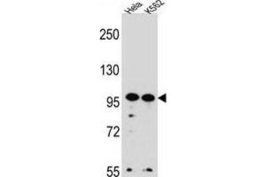 Western Blotting (WB) image for anti-WD Repeat Domain 3 (WDR3) antibody (ABIN2996798) (WDR3 抗体)
