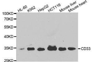 Western blot analysis of extracts of various cell lines, using CD33 antibody. (CD33 抗体  (AA 49-259))