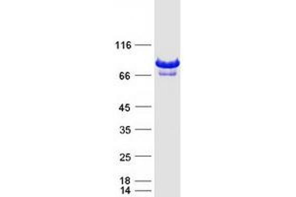 DEF6 Protein (Myc-DYKDDDDK Tag)