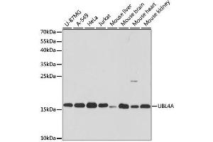 Western blot analysis of extracts of various cell lines, using UBL4A antibody. (UBL4A 抗体  (AA 1-157))