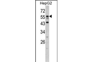 Western blot analysis of DONSON antibody (N-term) (ABIN390485 and ABIN2840846) in HepG2 cell line lysates (35 μg/lane). (DONSON 抗体  (N-Term))