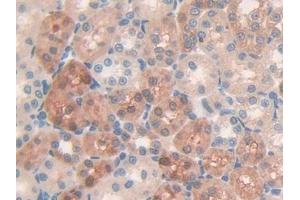 DAB staining on IHC-P; Samples: Rat Kidney Tissue (MUC5B 抗体  (AA 3667-3771))